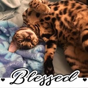 Meet your Posher, Avery